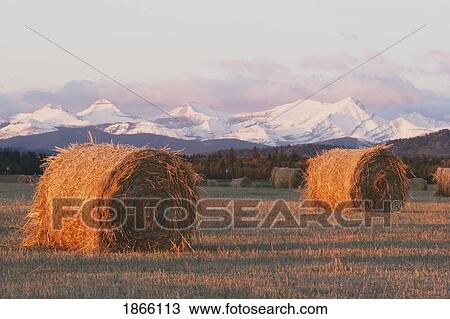 Stock Image - Hay bales in cut field, Alberta, Canada. Fotosearch