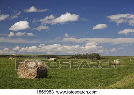 Hay bales in field, Alberta, Canada View Large Photo Image Stock Image - Hay bales in field, Alberta, Canada. Fotosearch