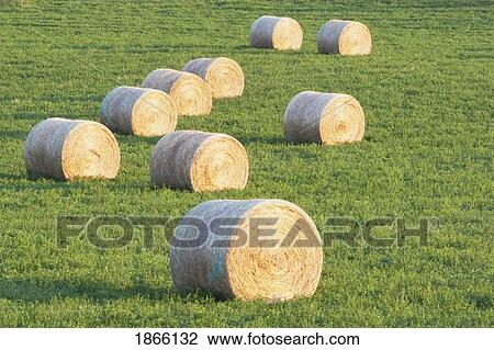 Stock Image - Hay bales in field, Alberta, Canada. Fotosearch