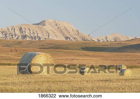 Stock Image - Hay bales in field, Alberta, Canada. Fotosearch