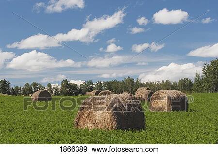 Hay bales in green alfalfa field, Alberta, Canada View Large Photo Image Stock Photo - Hay bales in green alfalfa field, Alberta, Canada. Fotosearch