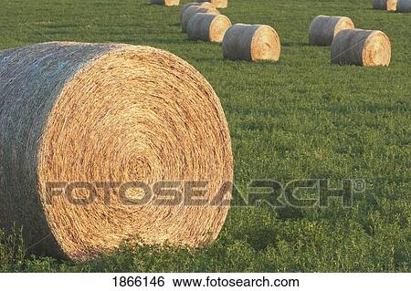 Hay bales in green alfalfa field, Alberta, Canada View Large Photo Image Stock Photograph - Hay bales in green alfalfa field, Alberta, Canada. Fotosearch