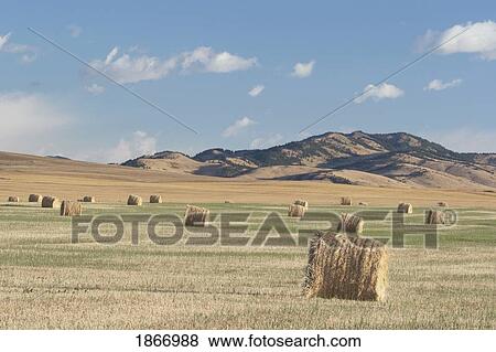 Stock Photo - hay bales in the foothills, southern alberta, canada. Fotosearch