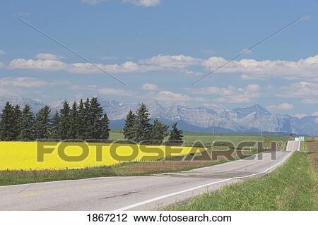 Highway road with canola field View Large Photo Image Stock Image - Highway road with canola field. Fotosearch