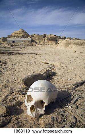 Stock Image - human skull in a graveyard, siwa oasis, egypt. Fotosearch