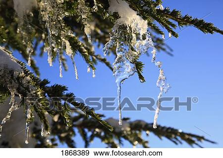 Stock Photo - icicles hanging off of trees. Fotosearch