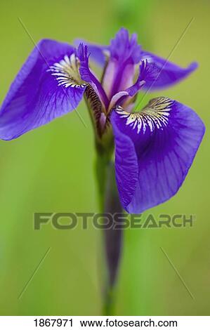 Stock Image - iris (iris germanica). Fotosearch