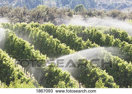 Stock Image - Irrigating a grape vineyard, Okanogan, British Columbia, Canada. Fotosearch