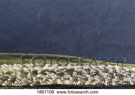 Irrigating a grape vineyard View Large Photo Image Stock Photo - Irrigating a grape vineyard. Fotosearch