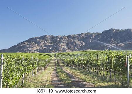 Irrigating grape vineyard and mountains, Okanogan, British Columbia, Canada View Large Photo Image Stock Photo - Irrigating grape vineyard and mountains, Okanogan, British Columbia, Canada. Fotosearch