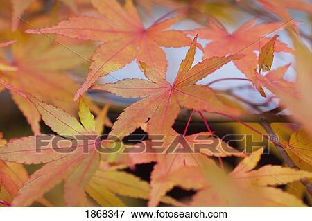 japanese maple (acer palmatum) View Large Photo Image Stock Photo - japanese maple (acer palmatum). Fotosearch