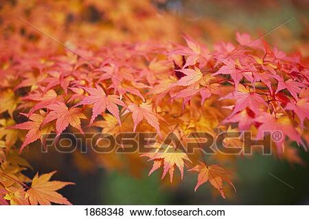 japanese maple (acer palmatum) View Large Photo Image Stock Photo - japanese maple (acer palmatum). Fotosearch
