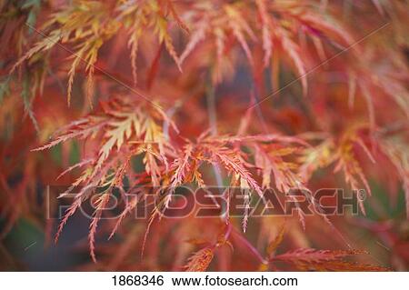 Stock Photograph - japanese maple (acer palmatum). Fotosearch