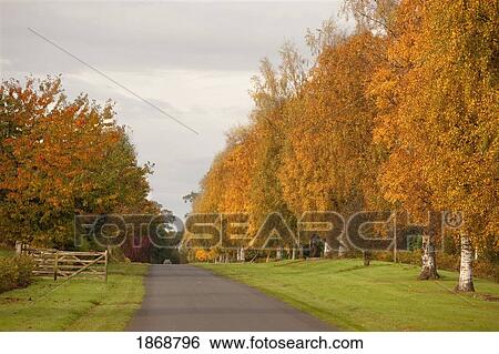 Stock Photograph - kelso, scottish borders, scotland; a road lined with trees in autumn. Fotosearch