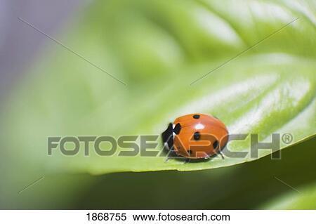ladybug on a leaf View Large Photo Image Stock Photography - ladybug on a leaf. Fotosearch
