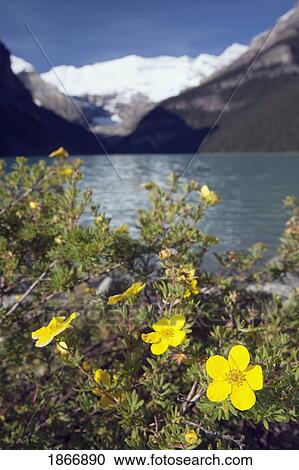 Stock Image - lake louise, mount victoria, alberta, canada. Fotosearch