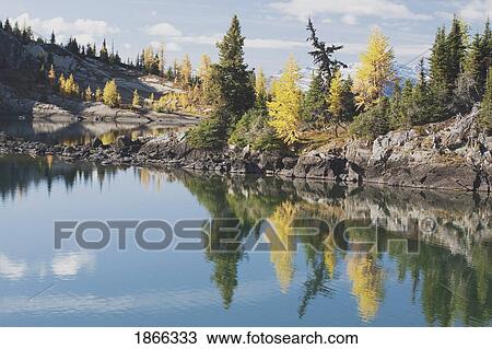 Larch tree reflections in autumn, Rock Isle Lake, Banff National Park, Alberta, Canada View Large Photo Image Stock Image - Larch tree reflections in autumn, Rock Isle Lake, Banff National Park, Alberta, Canada. Fotosearch