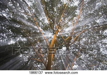 Light streams through tropical tree, Costa Rica View Large Photo Image Stock Photo - Light streams through tropical tree, Costa Rica. Fotosearch