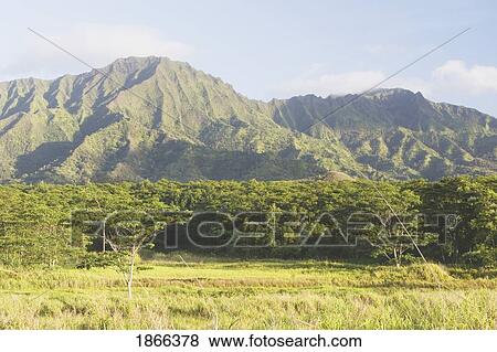 Lush forest against mountain backdrop, Kauai, Hawaii, USA View Large Photo Image Stock Photo - Lush forest against mountain backdrop, Kauai, Hawaii, USA. Fotosearch