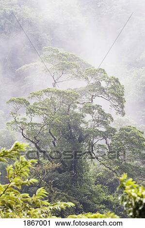 mist over a rainforest, republic of costa rica View Large Photo Image Stock Image - mist over a rainforest, republic of costa rica. Fotosearch