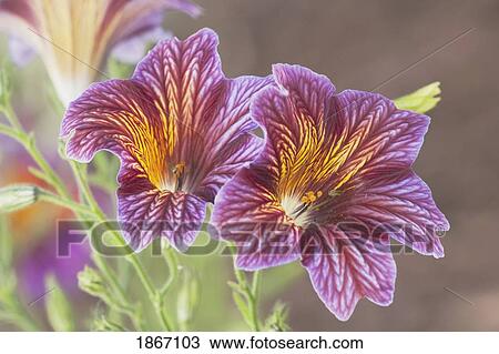 monkey flower (mimulus) View Large Photo Image Stock Image - monkey flower (mimulus). Fotosearch