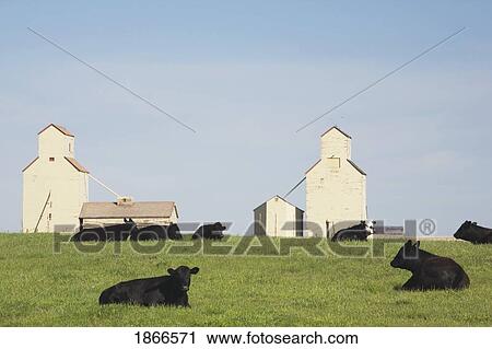 Moseleigh, Alberta, Canada; Cattle in a field with grain elevators View Large Photo Image Stock Image - Moseleigh, Alberta, Canada; Cattle in a field with grain elevators. Fotosearch