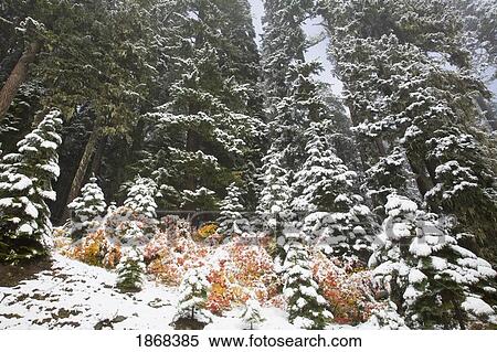 Stock Photography - mount hood national forest, oregon, usa. Fotosearch