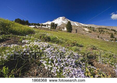 Stock Photo - mount hood, oregon cascades, oregon, usa. Fotosearch