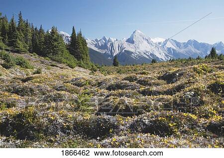 Mountain meadow and mountains, Jasper National Park, Alberta, Canada View Large Photo Image Stock Image - Mountain meadow and mountains, Jasper National Park, Alberta, Canada. Fotosearch