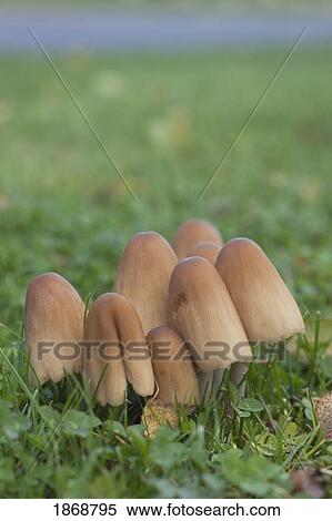 mushrooms growing in the grass View Large Photo Image Stock Photography - mushrooms growing in the grass. Fotosearch