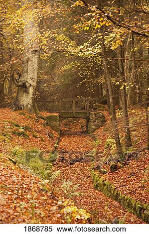 Stock Photography - northumberland, england; a creek through the forest in autumn with a bridge crossing over it. Fotosearch