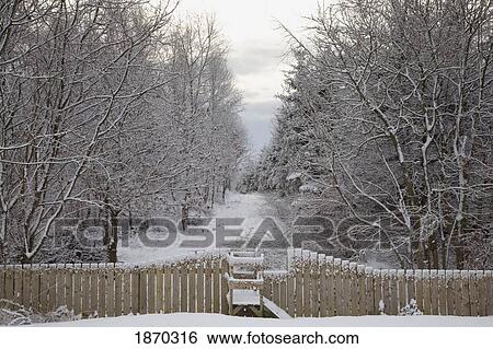 Stock Photograph - northumberland, england; a fence and trail leading through the woods in the winter. Fotosearch