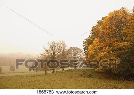 Stock Image - northumberland, england; a landscape in autumn with fog. Fotosearch