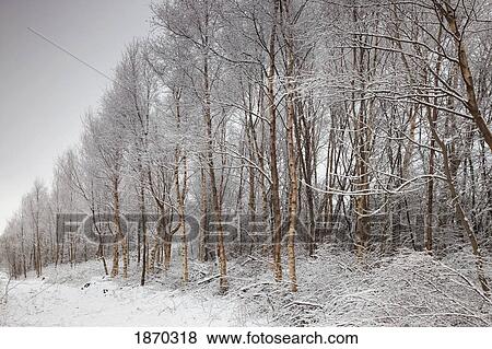 Stock Photo - northumberland, england; a trail lined with trees in the winter. Fotosearch