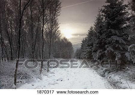 northumberland, england; a trail leading through the woods in the winter View Large Photo Image Stock Photo - northumberland, england; a trail leading through the woods in the winter. Fotosearch