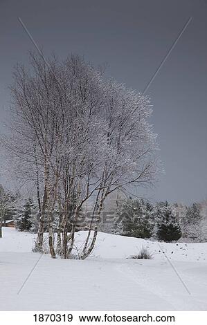 northumberland, england; a winter landscape View Large Photo Image Stock Photo - northumberland, england; a winter landscape. Fotosearch