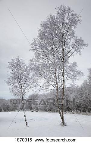 Stock Photography - northumberland, england; a winter landscape. Fotosearch