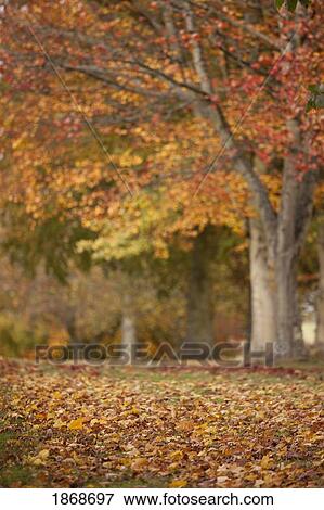 northumberland, england; autumn colors on the trees View Large Photo Image Stock Photo - northumberland, england; autumn colors on the trees. Fotosearch