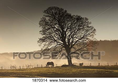 northumberland, england; horses grazing in a field covered with fog View Large Photo Image Picture - northumberland, england; horses grazing in a field covered with fog. Fotosearch