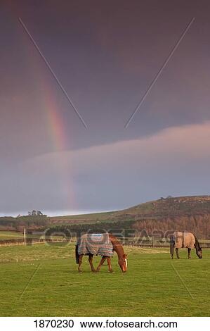 Stock Image - northumberland, england; horses grazing in a field with a rainbow in the sky. Fotosearch