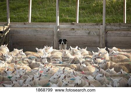 Stock Photo - northumberland, england; tagged sheep (ovis aries) in a pen. Fotosearch