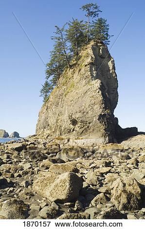 Stock Photo - olympic national park, washington, united states of america; low tide at second beach. Fotosearch