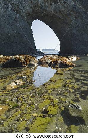 Stock Photo - olympic national park, washington, united states of america; hole-in-the-wall reflected in the water. Fotosearch
