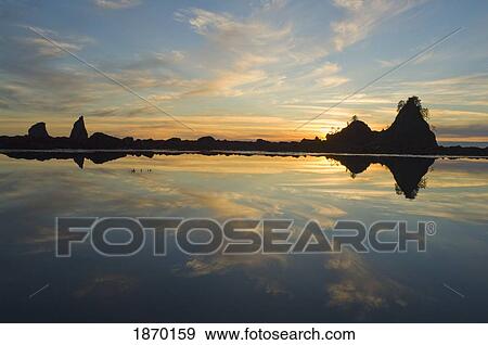 olympic national park, washington, united states of america; reflection of sea stacks at sunset on the olympic coast View Large Photo Image Stock Photo - olympic national park, washington, united states of america; reflection of sea stacks at sunset on the olympic coast. Fotosearch