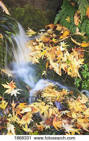 Stock Image - oregon cascades, oregon, usa. Fotosearch
