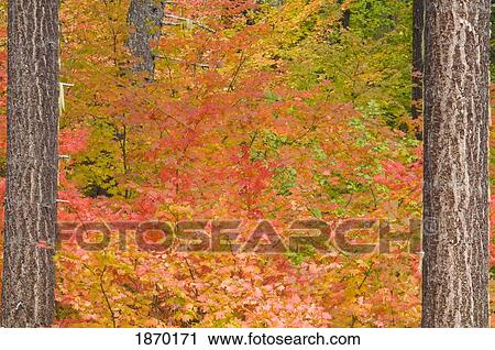 Stock Image - oregon, united states of america; fall colors in mount hood national forest. Fotosearch