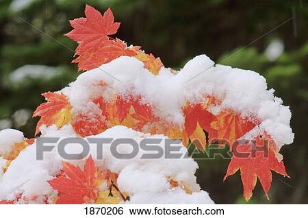 oregon, united states of america; snow on the vine maple leaves in autumn in mount hood national forest View Large Photo Image Stock Photograph - oregon, united states of america; snow on the vine maple leaves in autumn in mount hood national forest. Fotosearch