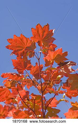oregon, united states of america; leaves on a vine maple (acer circinatum) in autumn View Large Photo Image Stock Photo - oregon, united states of america; leaves on a vine maple (acer circinatum) in autumn. Fotosearch