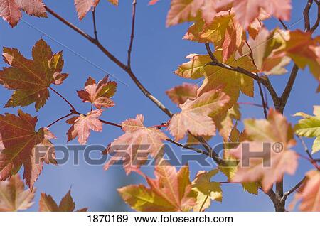 Stock Photo - oregon, united states of america; leaves on a vine maple (acer circinatum) in autumn. Fotosearch