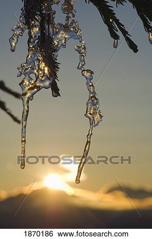 oregon, united states of america; icicles at sunrise on mount hood in mount hood national forest View Large Photo Image Stock Photograph - oregon, united states of america; icicles at sunrise on mount hood in mount hood national forest. Fotosearch